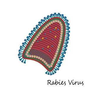 狂犬病病毒粒子结构