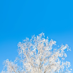 多雪的白桦树对蔚蓝的天空晴朗的日子