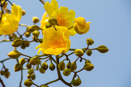 学名 chrysotricha 黄色花朵