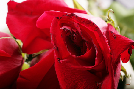 宏拍摄的花瓣凋零的红玫瑰图片
