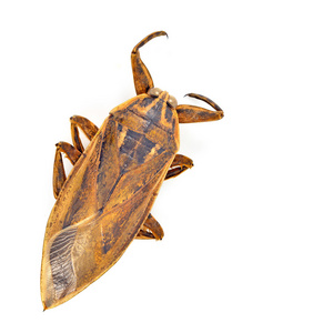 巨大的水虫图片