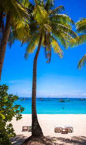 沙滩异国风情岛上的椰子棕榈树