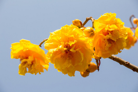 黄色的丝绸棉树的花朵