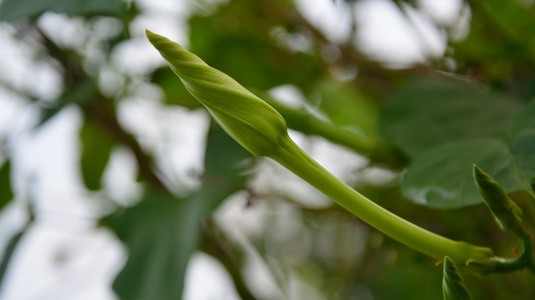 芒果的特写