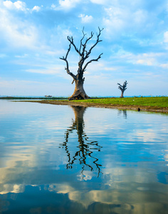 孤独的树，在缅甸境内的湖面上