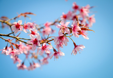 泰国樱花花。