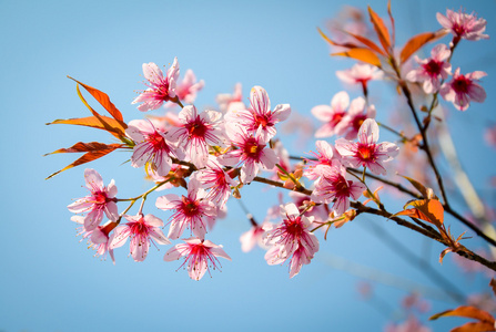 泰国樱花花。