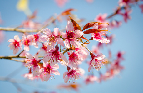 泰国樱花花。