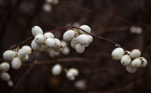 snowberries symphoricarpos 6