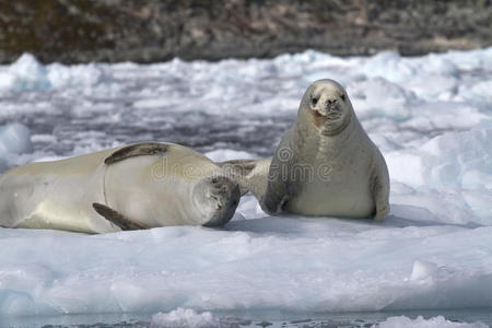 浮冰上的两只海豹