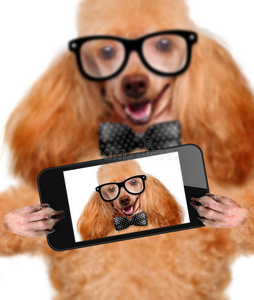 狗用智能手机自拍