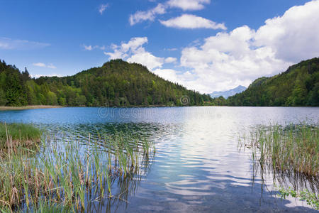 德国巴伐利亚州的阿拉斯湖有芦苇
