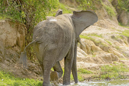 大象在河边散步的背影