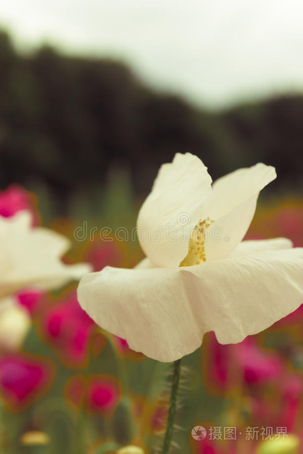 在紫罗兰野花前盛开的一朵白花