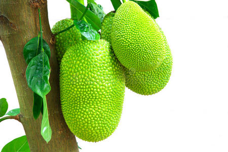 泰国菠萝蜜照片