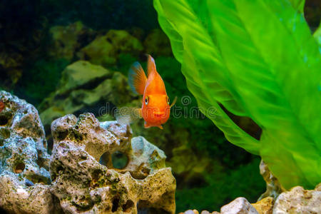 美丽的水族馆装饰橙色鹦鹉鱼