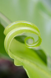 绿色植物叶子