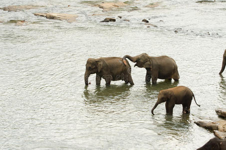 水坑里的印度象家庭