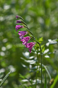 野生唐菖蒲花。