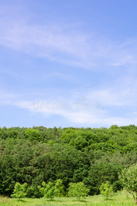 风景林与天空