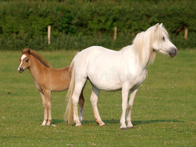 漂亮的母马和小马驹
