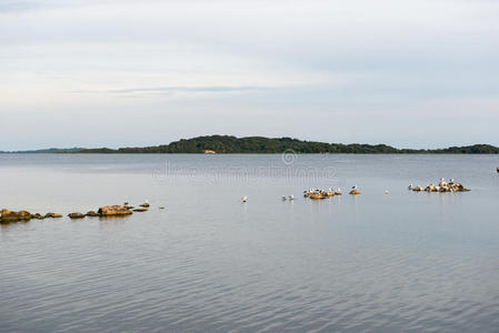 海岸 维尔姆 海鸥 国家的 风景 消息 德国 公园 海景