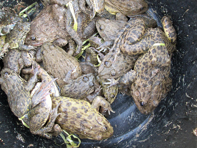 中国肉卤牛蛙