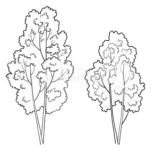 生态学 灌木 环境 植物学 分支 农业 黑白 生长 形象