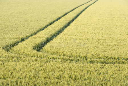 收获 农场 曲线 领域 农事 土地 国家 地平线 作物 成长