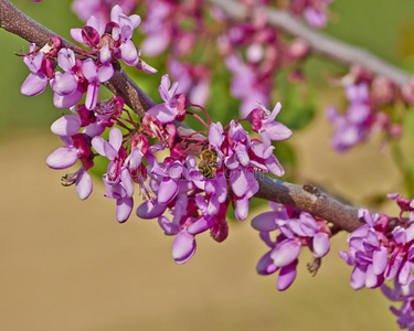 蜜蜂为野花授粉