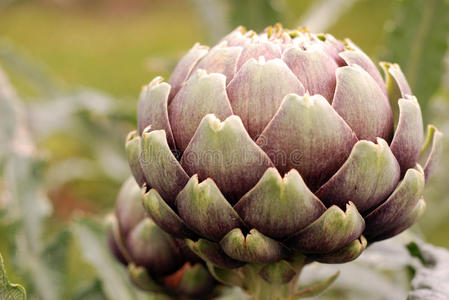 罗马朝鲜蓟图片