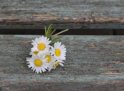 雏菊花哨