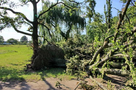 刮倒公园里被大风刮倒的倒下的树照片