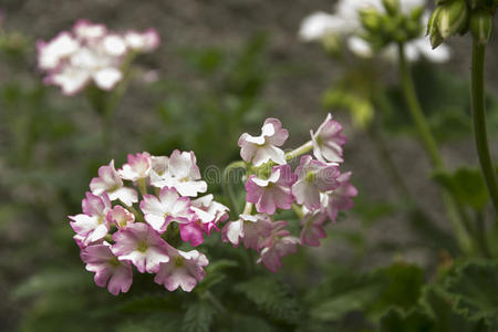 开花 玫瑰 园艺 植物 美女 场景 盛开 五颜六色 浪漫