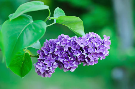 丁香花枝