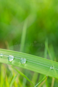 绿草上的水滴