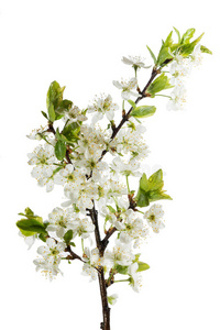 盛开的樱桃枝白色背上孤立的花和芽
