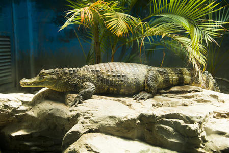 亚洲人,北京,动物园,鳄鱼照片