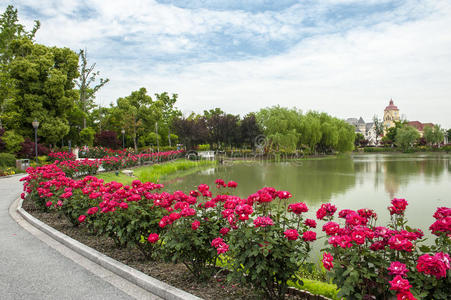 月季花园图片