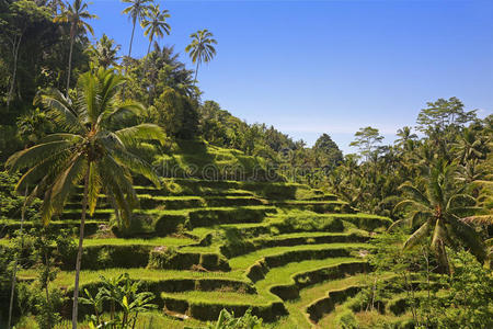 印度尼西亚巴厘岛的梯田
