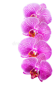美丽的一排盛开的淡紫色兰花蝴蝶兰