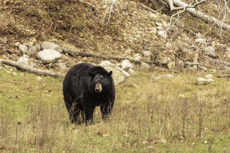 一只黑熊在山谷里
