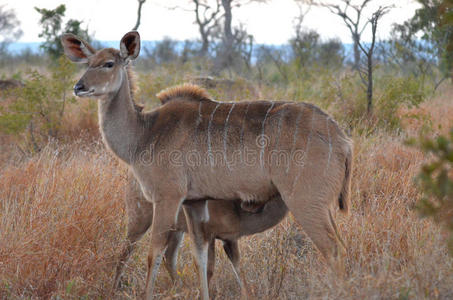 大库杜tragelaphus strepsiceros