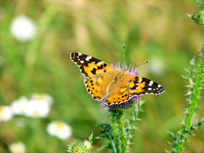 小蝶配菜图片-小蝶配菜素材-小蝶配菜插画-摄图新视界