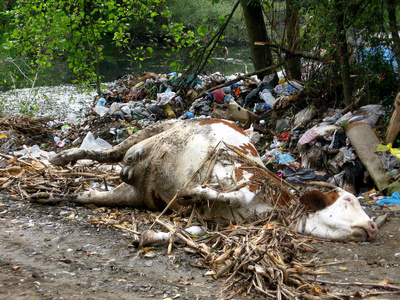 垃圾堆里的死牛照片
