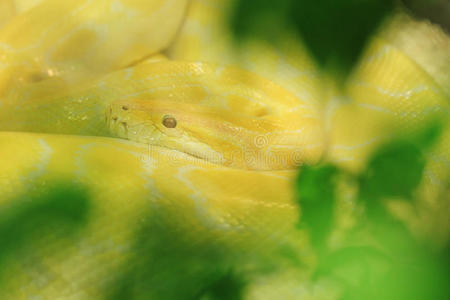 虎白化蟒蛇