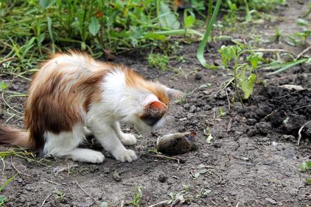 带老鼠的小猫