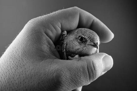 我手里有只小鸟