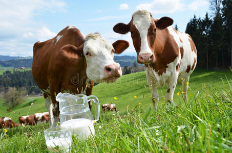 牛奶和奶牛图片