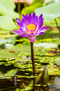 泰国紫莲花